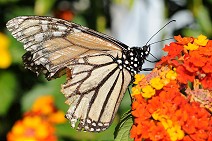 Butterfly II (Monarch...)